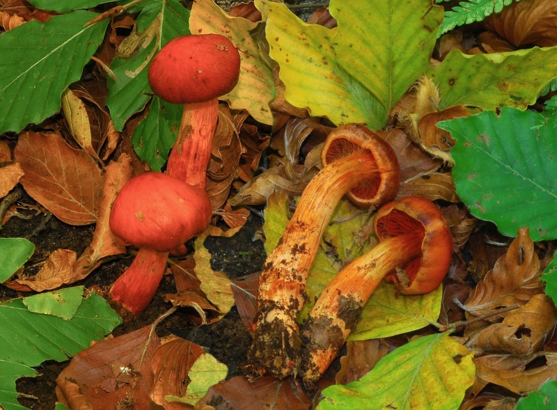 Cortinarius-cinnabarinus-01-3.jpg