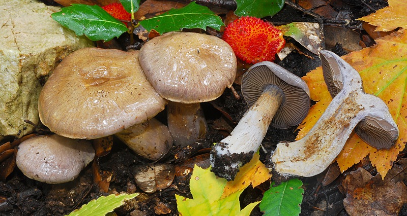 Cortinarius-infractrus-01-TL251120-01.jpg