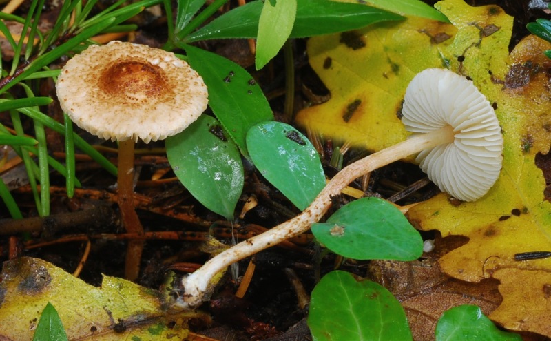 Lepiota-castanea-01-3.jpg