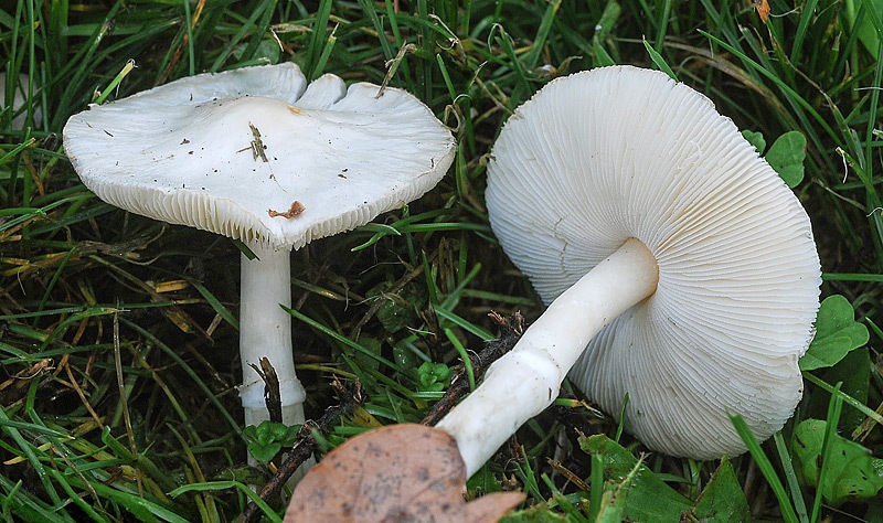 Leucoagaricus-cristallifer-01-3-TL251121-01.jpg