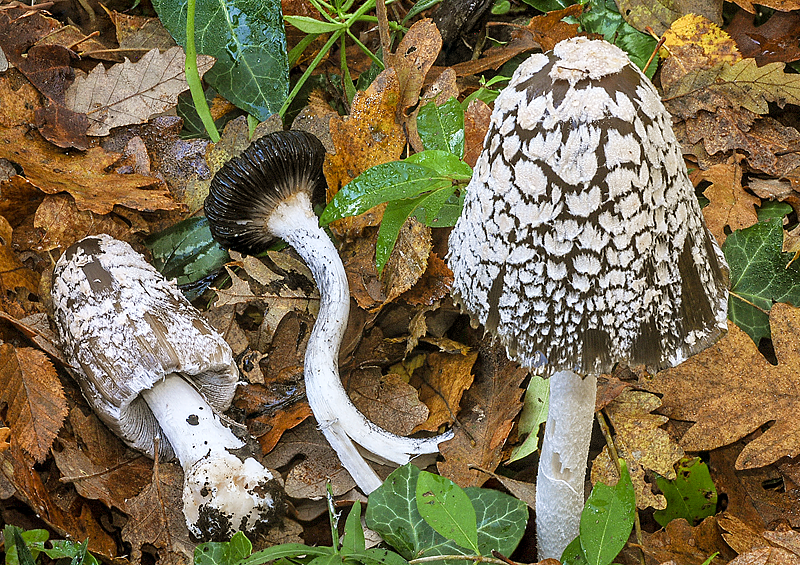 Coprinopsis-picacea-03-4.png