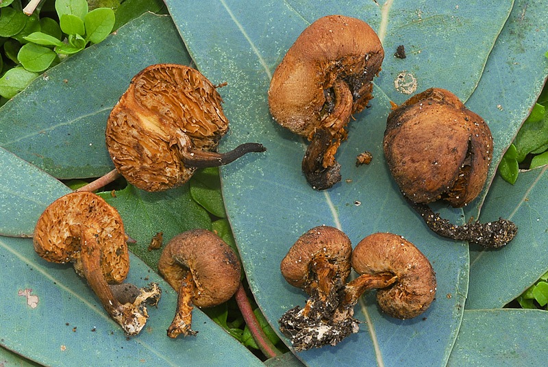 Setchelliogaster tenuipes 02 TL260123-01 Legit Giampiero Vasselli.jpg