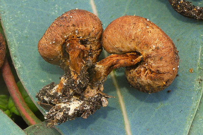 Setchelliogaster tenuipes 06 TL260123-01 Legit Giampiero Vasselli.jpg