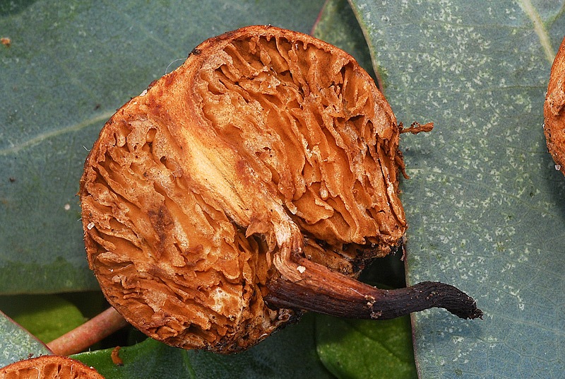 Setchelliogaster tenuipes 07 TL260123-01 Legit Giampiero Vasselli.jpg