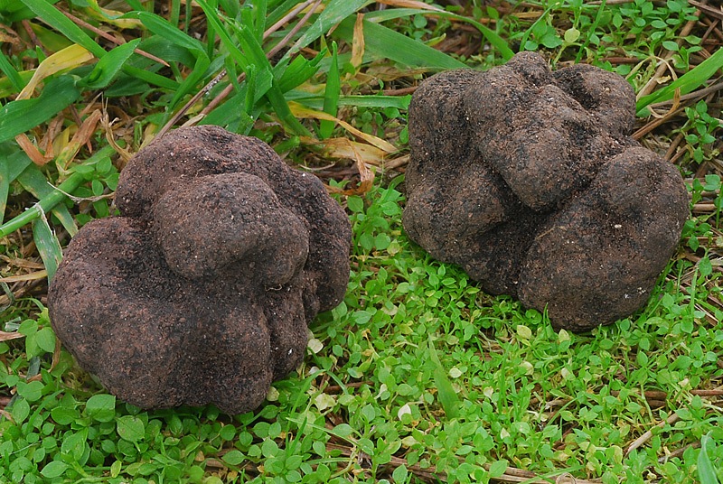 Tuber-melanosporum-01-2-TL260123-01.jpg