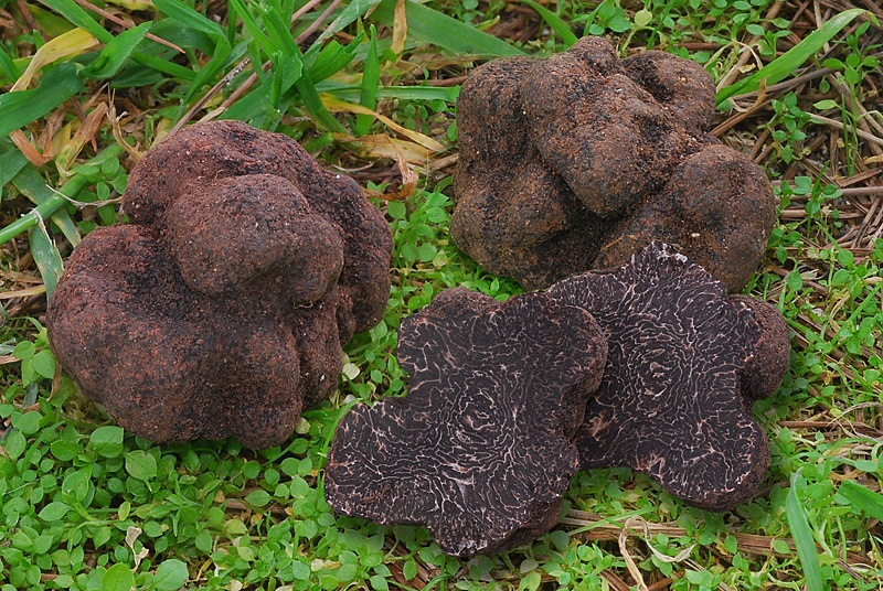 Tuber-melanosporum-01-2b-TL260123-01.jpg