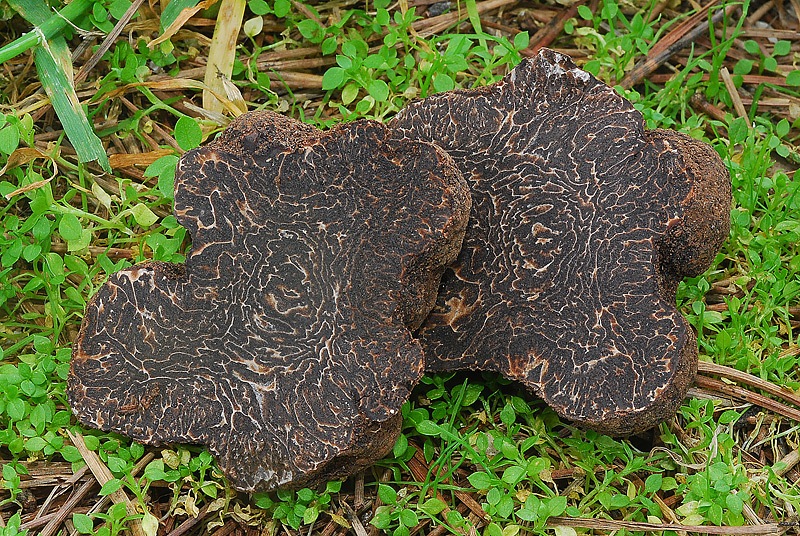 Tuber-melanosporum-07-TL260123-01.jpg