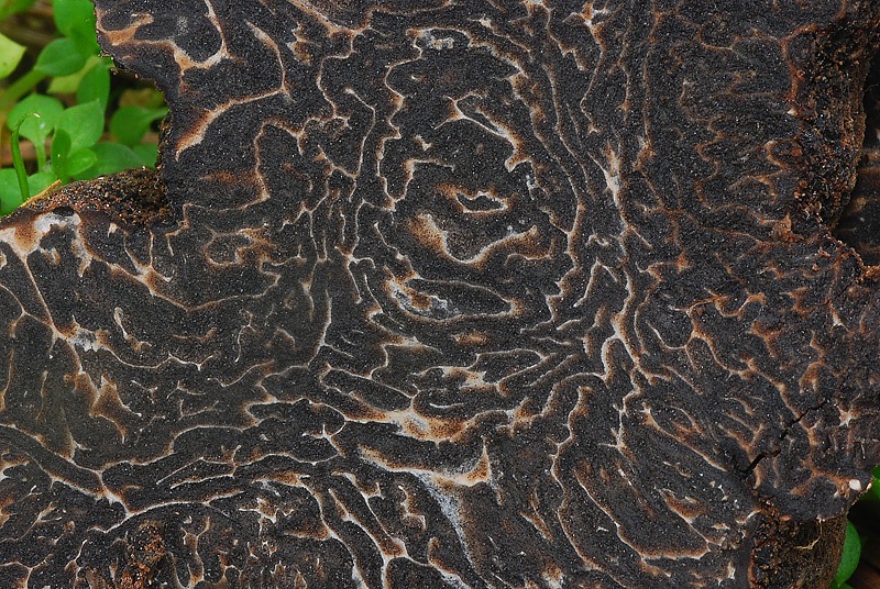 Tuber-melanosporum-08-TL260123-01.jpg
