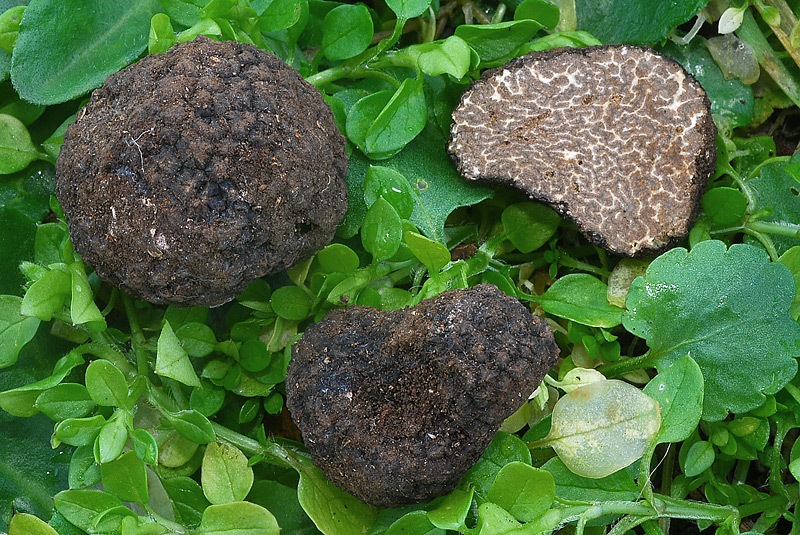 Tuber-mesentericum-03-TL260125-01-Legit-Franco-Lanuti.jpg