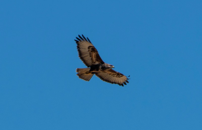 Buteo-buteo-Linnaeus_-poiana-(1).jpg.fcdc35a251e44a9afebfa092a21cc8fd.jpg