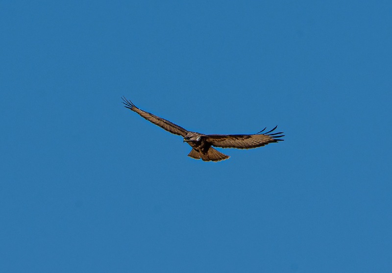 Buteo-buteo-Linnaeus_-poiana-(2).jpg.836ce4e9bdab4c11587d90aad2817134.jpg