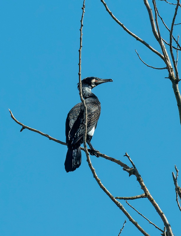 Cormorano-(10).jpg.4f4adc42376d7b48872b595fc2db8588.jpg