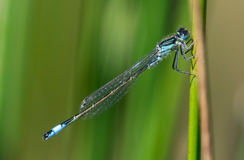 Ischnura-elegans_-maschio-(156).jpg.756972a0d127a5ac79a3a125b43e172a.jpg