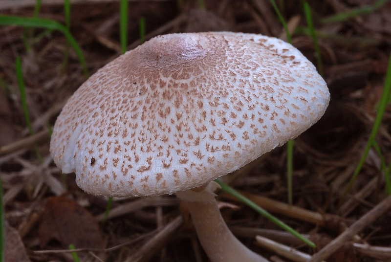 Leucoagaricus rhodelephantins-01.jpg