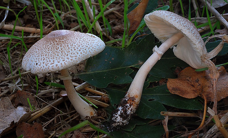 Leucoagaricus rhodelephantins-03.jpg