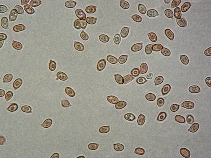 Leucoagaricus rhodelephantins-43-4-Spore-1000x-RC.jpg