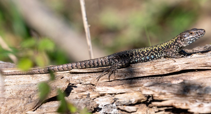 Podarcis-muralis-(2).jpg.da705eae51c3acefa4a7d651eb759cf3.jpg