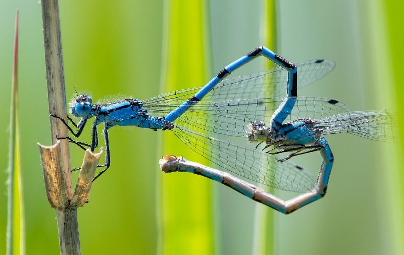 Enallagma-cyathigerum-.-.jpg