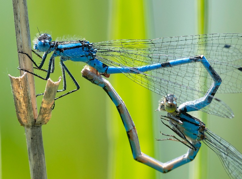Enallagma-cyathigerum-..---..-.jpg