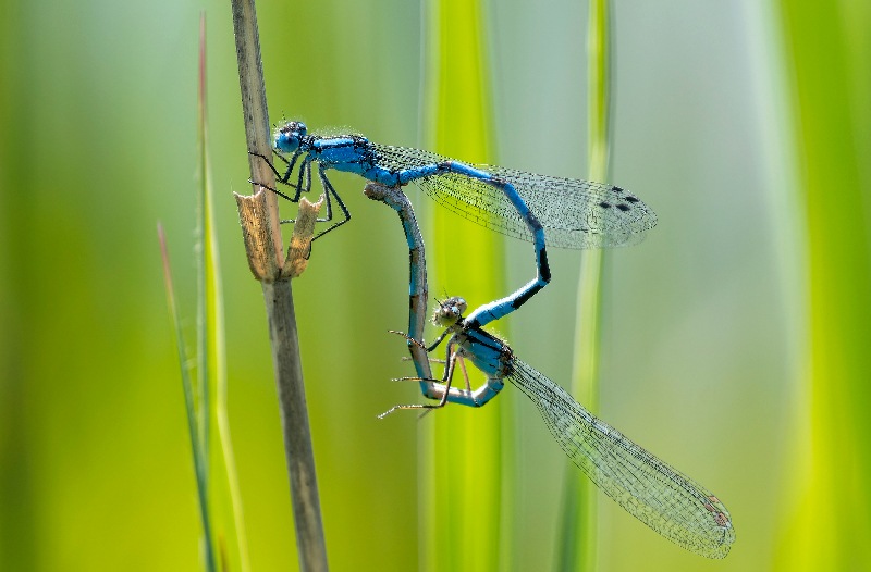 Enallagma-cyathigerum-..-..-.jpg