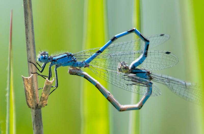 Enallagma-cyathigerum-..-.jpg