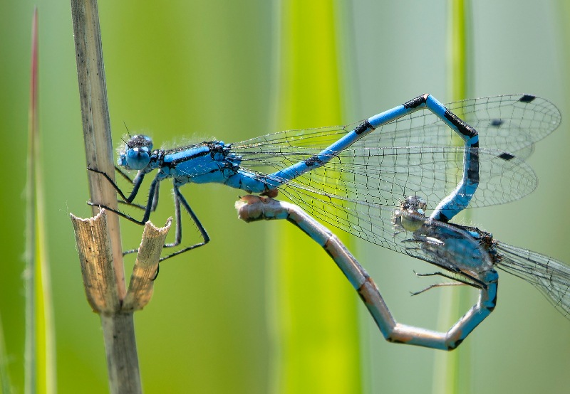 Enallagma-cyathigerum-....-.jpg