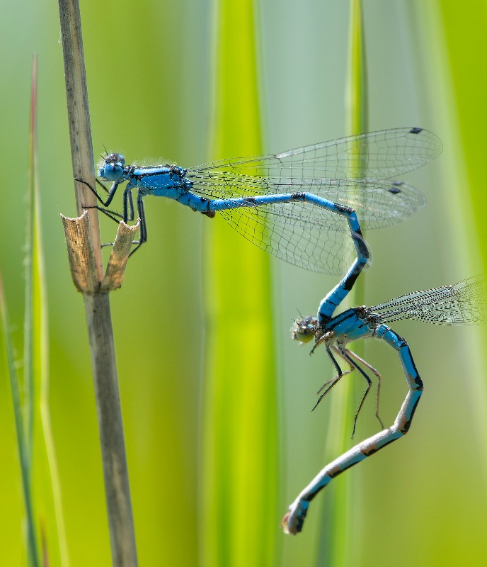 Enallagma-cyathigerum-.....-.jpg