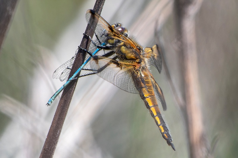Libellula-quadrimaculata_-f.f.jpg