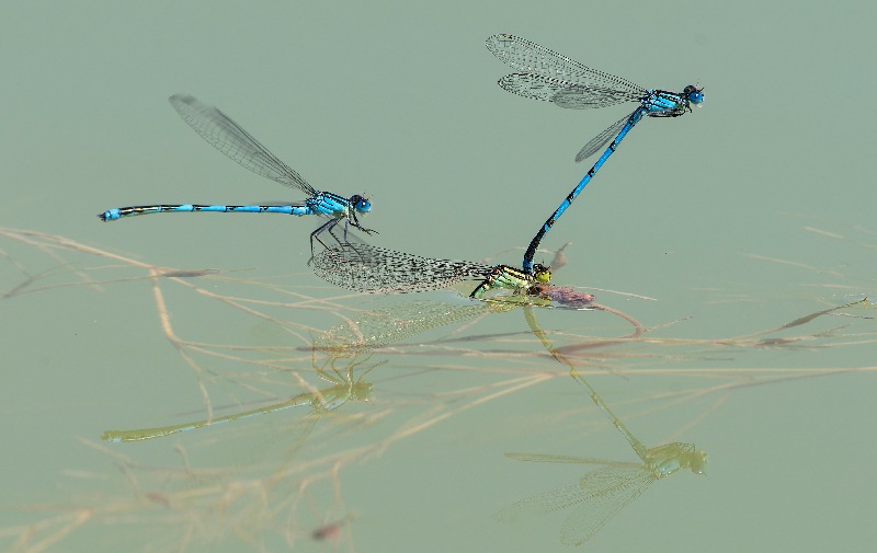 erythromma-linde-(6).jpg