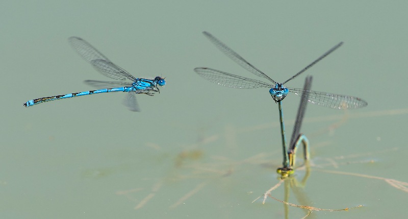 erythromma-linde-(8).jpg