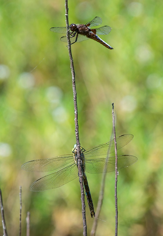 A.-imperator-e-L.jpg.89807023cb1adaa9250c9313678bdfc0.jpg