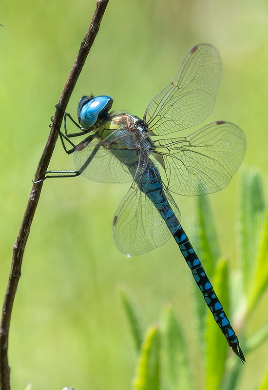 Aeshna-affinis_-maschio-(113).jpg.3389fc41e76ebd2fee9aa82b3bdc342d.jpg