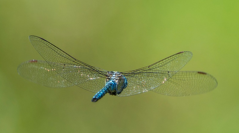 Aeshna-affinis_-maschio-in-volo-(187).jpg.682effb18a13042b12f53ff4c36be5cb.jpg