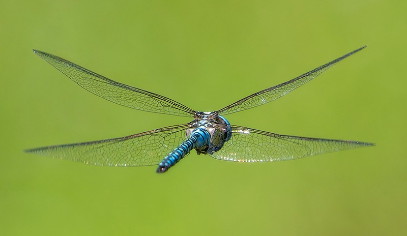 Aeshna-affinis_-maschio-in-volo-(189).jpg.8d4fa4a34887a277666bd0845fd8dc62.jpg