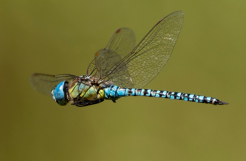 Aeshna-affinis_-maschio-in-volo-(190).jpg.913b6471fd086563a7bb7bc985fddf0b.jpg