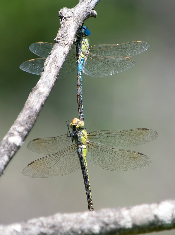 Aeshna-affinis_-tandem-(20).jpg.ba35a0496797c520d1a72ea3aab1b409.jpg