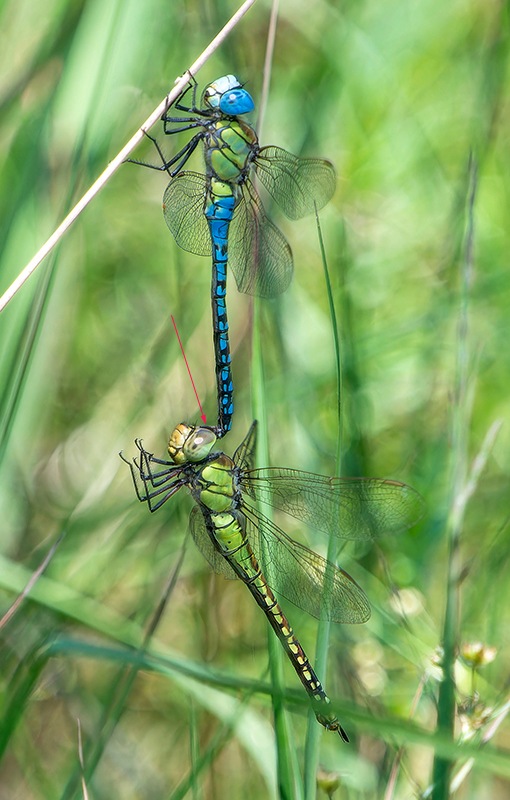 Aeshna-affinis_-tandem-(22).jpg.c25bc725fe16e7b3acc531e03caba1eb.jpg