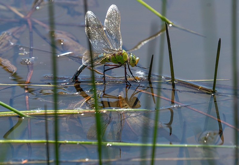 Anax-imperator_-femmina-in-ovideposizione-(221).jpg.f51280ff10e3819c7ecb115af5e61607.jpg