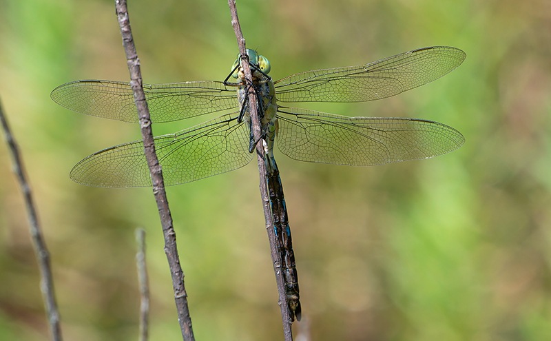 Anax-imperator_-maschio-(101).jpg.bac924d49e69d94dc5d7c4130da3aa3a.jpg
