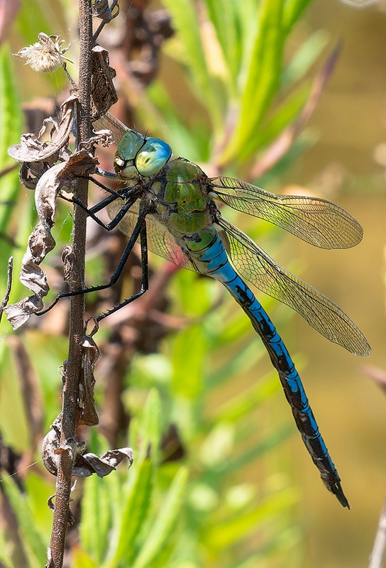 Anax-imperator_-maschio-(85).jpg.99f3f93dcf4d5ea15e772b46d7010ea8.jpg