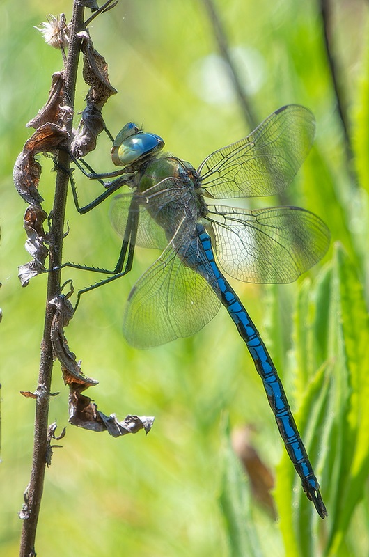 Anax-imperator_-maschio-(86).jpg.929dc7a5df5e3b39fc7036d0ba1652d6.jpg