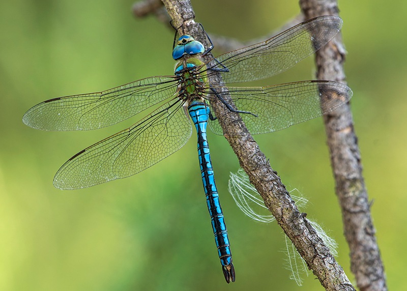 Anax-imperator_-maschio-(90).jpg.9e4b6055fcccf8464288a2484f532ae1.jpg