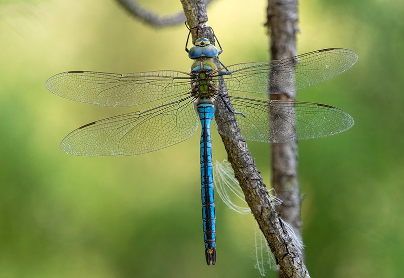 Anax-imperator_-maschio-(98).jpg.88b69f4fc4edc039ed39cd02e61036cc.jpg