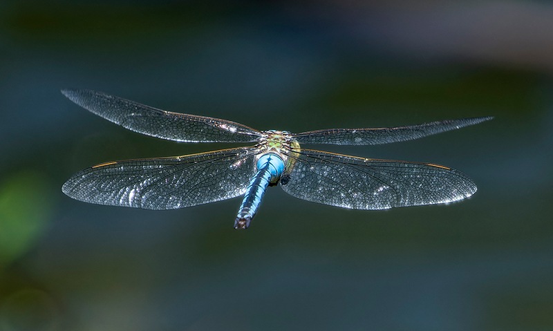 Anax-imperator_-maschio-in-volo-(110).jpg.4454010eeac0af77e2462b589b74b712.jpg