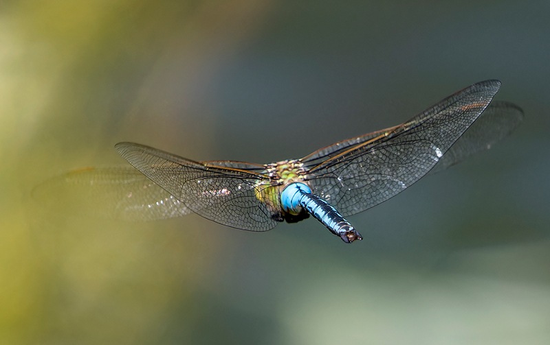 Anax-imperator_-maschio-in-volo-(111).jpg.640b25662780dbe6f8794c5132374f9b.jpg