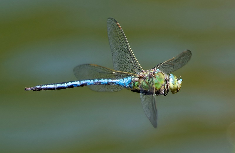 Anax-imperator_-maschio-in-volo-(113).jpg.2ced41fa05b796413d6720a74d016872.jpg
