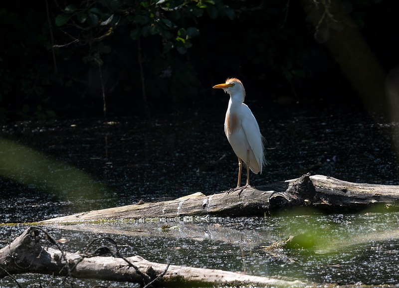 Bubulcus-ibis-(Linnaeus-1758)-(1).jpg.90a1312b809439311b17580895bf53c5.jpg