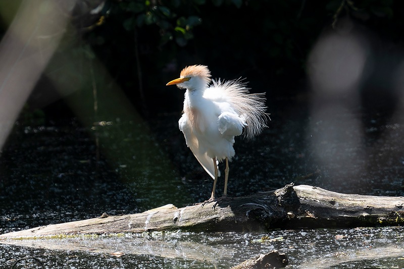 Bubulcus-ibis-(Linnaeus-1758)-(2).jpg.91bb5c64edd9b52075bd77d7213c4480.jpg