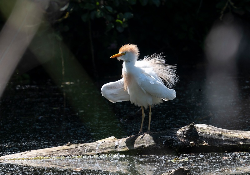 Bubulcus-ibis-(Linnaeus-1758)-(3).jpg.6e1b0a762709071c7a250ed1cf29c17c.jpg
