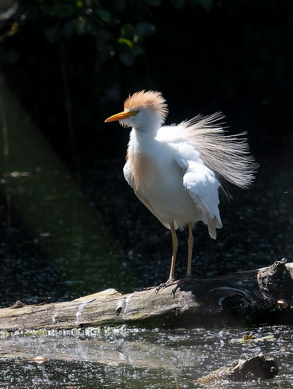 Bubulcus-ibis-(Linnaeus-1758)-(4).jpg.747102741b2e9200909a8df1af9e8007.jpg
